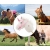 Milly Mally Hobby Koń na Kiju White