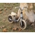 Qplay Rowerek Biegowy Trainer Silver