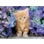 CLEMENTONI PUZZLE 500 EL HIGH QUALITY COLLECTION RUDY KOTEK W KWIATKACH 30415