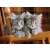 CLEMENTONI PUZZLE 500 EL HIGH QUALITY COLLECTION KOCIĘTA 30545