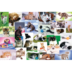 KOCI ŚWIAT PUZZLE 60 EL TREFL 17332